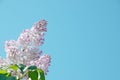 Pink lilac flowers with leaves at clear blue sky Royalty Free Stock Photo