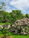 Pink lilac flowers in the park at Harvard university in Boston, MA.