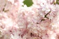 pink lilac. gentle background. blurred background. place for text.