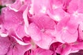 Pink and lilac hydrangea inflorescence in raindrops