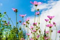 Pink and lilac meadow flowers of cosmos. Cosmeya flower