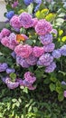 Pink, lilac, purple and blue Hydrangea hortensia in bloom. Summer flowers in Garden concept. Royalty Free Stock Photo