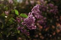 Pink lilac, spring flowers, spring photography, spring vibes