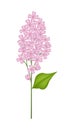 Pink Lilac or Syringa Vulgaris on White Background