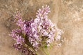 Pink Lilac Vintage Background