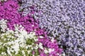 Pink, lilac and white phlox Royalty Free Stock Photo