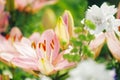 Pink lilies Royalty Free Stock Photo