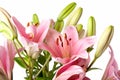 Pink Lilies