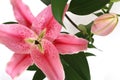 Pink lilies