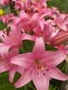 Pink lilies