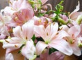 Pink lilies Royalty Free Stock Photo