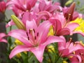 Pink lilies