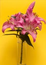 Pink lilies bouquet in glass vase on yellow background.
