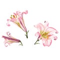 Pink lilies branch isolated on white background. Royalty Free Stock Photo
