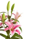 Pink lilies