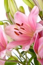 Pink Lilies with dew drops