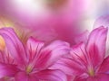 Pink lilies flowers, on pink-purple-yellow blurred background . Closeup. Royalty Free Stock Photo