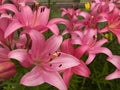 Pink lilies in a garden