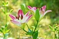 Pink lilies in the garden