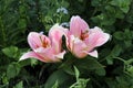 pink lilies. garden blossom lily flowers Royalty Free Stock Photo