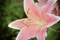 Pink Lilies in the garden,vintage style light Royalty Free Stock Photo