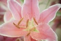 Pink Lilies in the garden,vintage style light Royalty Free Stock Photo