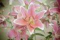 Pink Lilies in the garden,vintage style light Royalty Free Stock Photo