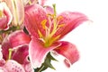 Pink Lilies Isolated on White Royalty Free Stock Photo