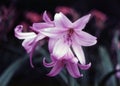 Pink Lilies (Lilium) Royalty Free Stock Photo