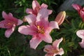 Pink lilies, Lilium x hybridum `Algarve` in July in the garden. Lilium, true lilies, is a genus of herbaceous flowering plants.