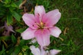 Pink lilies, Lilium x hybridum `Algarve` in July in the garden. Lilium, true lilies, is a genus of herbaceous flowering plants.