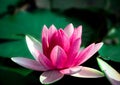 Pink lilies and lotus leaf on water next to green leaves Royalty Free Stock Photo