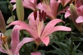 pink lilies