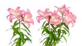 Pink lilies. Teo lily flowers. Flowers are isolated on a white background