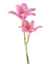 Pink lilies Royalty Free Stock Photo