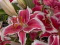 Pink lilies with white and black in springtime vase Royalty Free Stock Photo