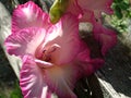 Pink Lilies on a wooden fence