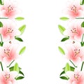 Lilium candidum, the Madonna lily Border Outline on White Background. Vector IllustrationPink Lilium candidum, the Madonna lily Bo Royalty Free Stock Photo