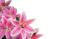 Pink Lilium. Closeup photo, isolated, floral background.