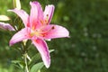 Pink lilium with copyspace