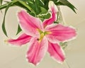 Pink lilium flower