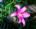 Pink Lilium flower in the garden with a green background, Mar del Plata, Argentina