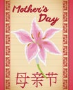 Pink Lilium Flower Painting in Scroll for Chinese Mother's Day, Vector Illustration