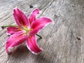 Pink liliy flower on wooden background, copy space Royalty Free Stock Photo