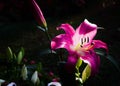 Pink Liliy in the garden Royalty Free Stock Photo