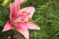 Pink lillie Royalty Free Stock Photo