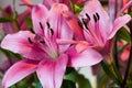 Pink lillies Royalty Free Stock Photo