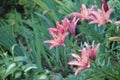 Pink Lillies in bloom growing in the garden among other flowers Royalty Free Stock Photo