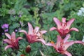 Pink Lillies in bloom growing in the garden among other flowers Royalty Free Stock Photo