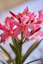 Pink lillies closeup Royalty Free Stock Photo